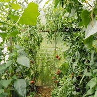 חממת עגבניות